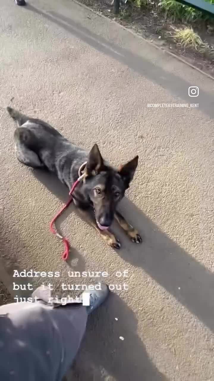 German Shepherd dogs for sale: Alfie – Elite Family Protection Dog in Rochester - Video 1