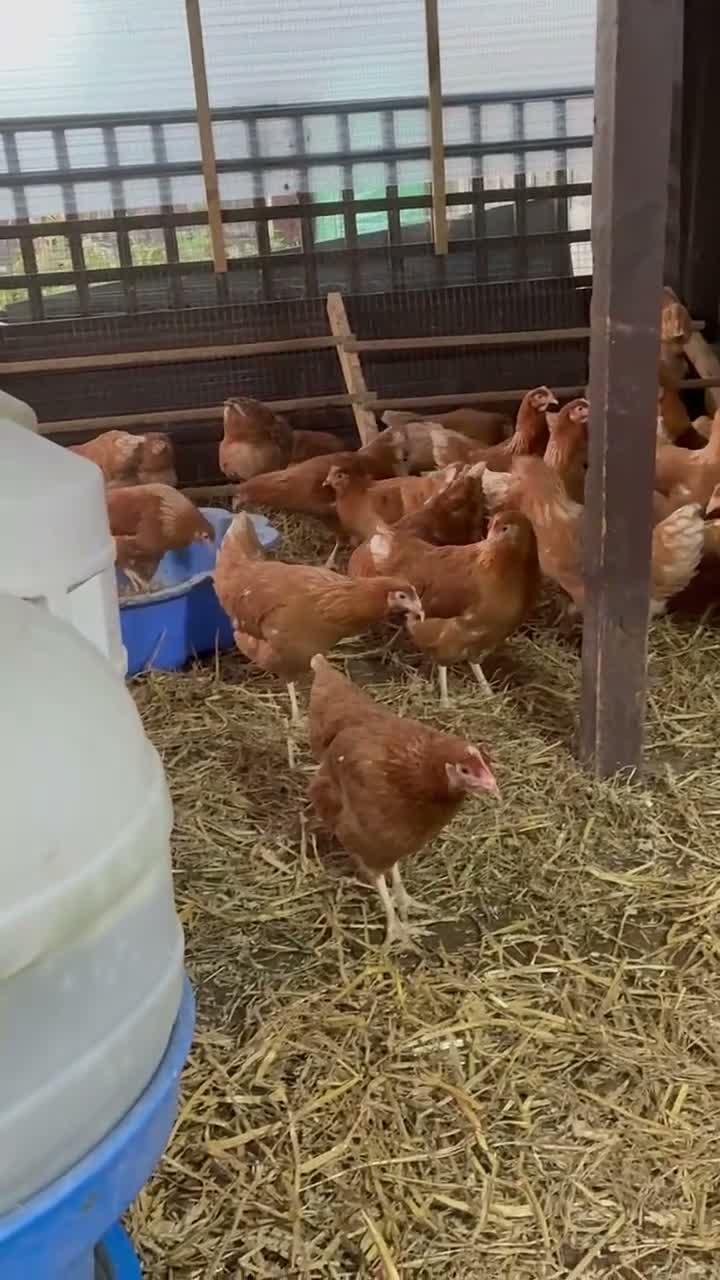 Hens poultry for sale: Point of lay fully vaccinated hybrid hens isa  - Video 1