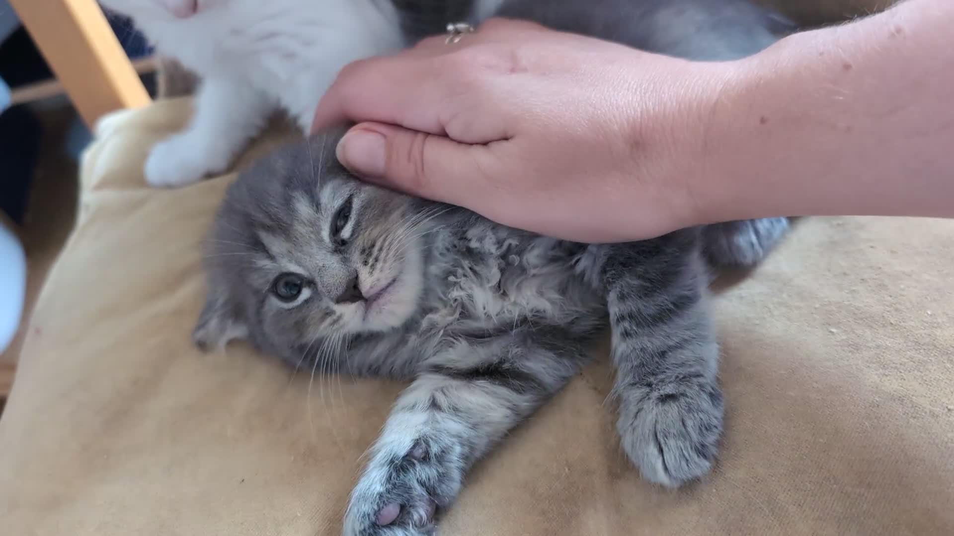 Maine Coon cats for sale: 5 Beautiful Maine coon kittens available! 😻 - Video 1