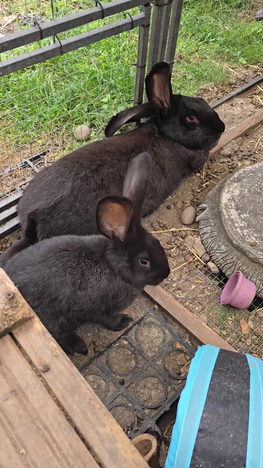 Continental Giant rabbits for sale: Stunning pure continental giants  - Video 1