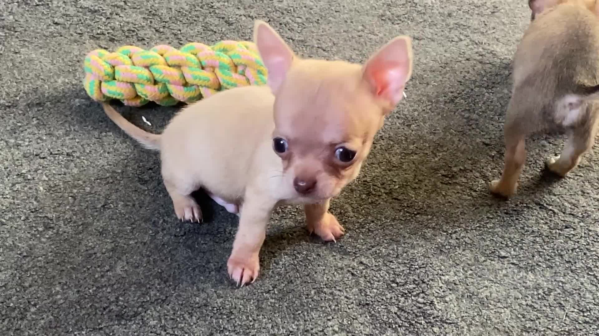 Chihuahua dogs for sale: Ready now Just two boys left. vet checked 1st vac - Video 2