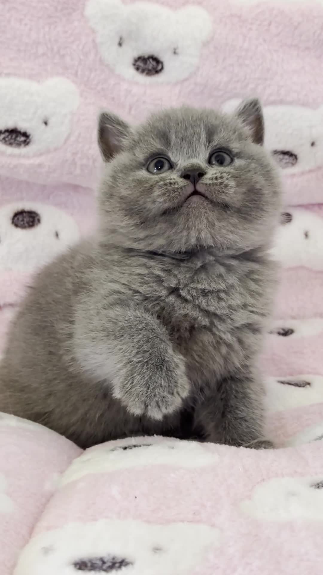 British Shorthair cats for sale: British shorthair kittens  - Video 5