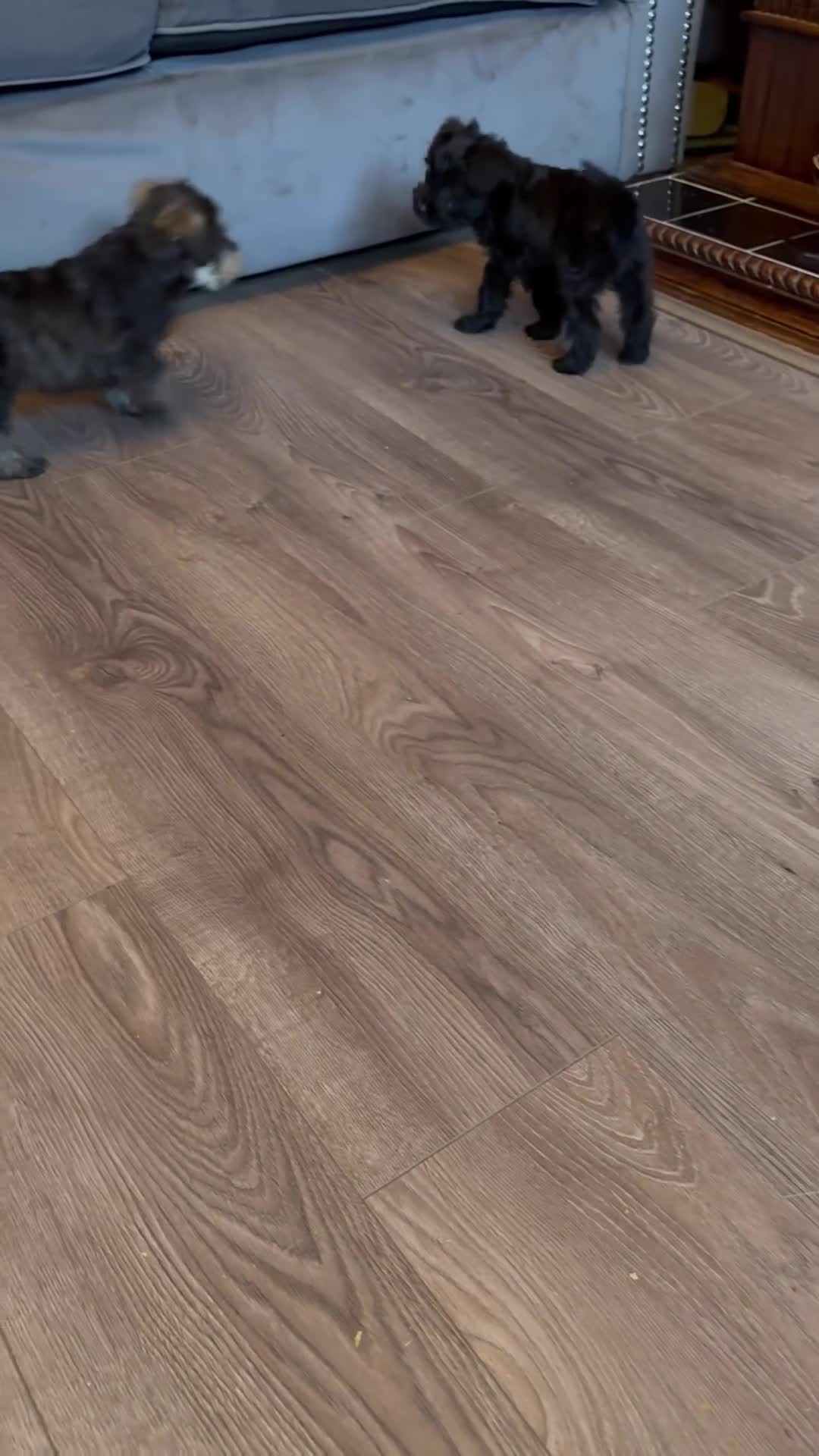 Mixed Breed dogs for sale: Two beautiful mini schnoodle pups - Video 1