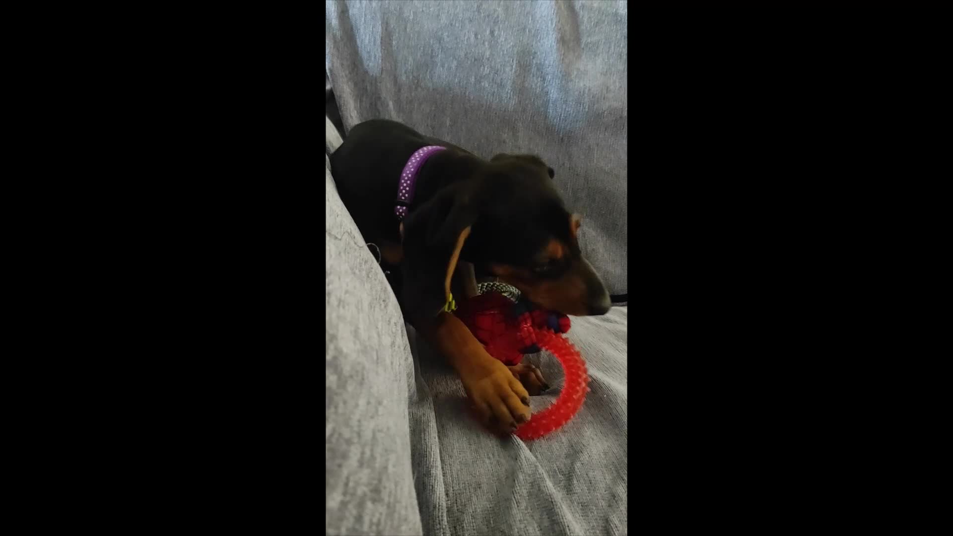 Mixed Breed dogs for adoption: Sweet 5 months old Alice - Video 2