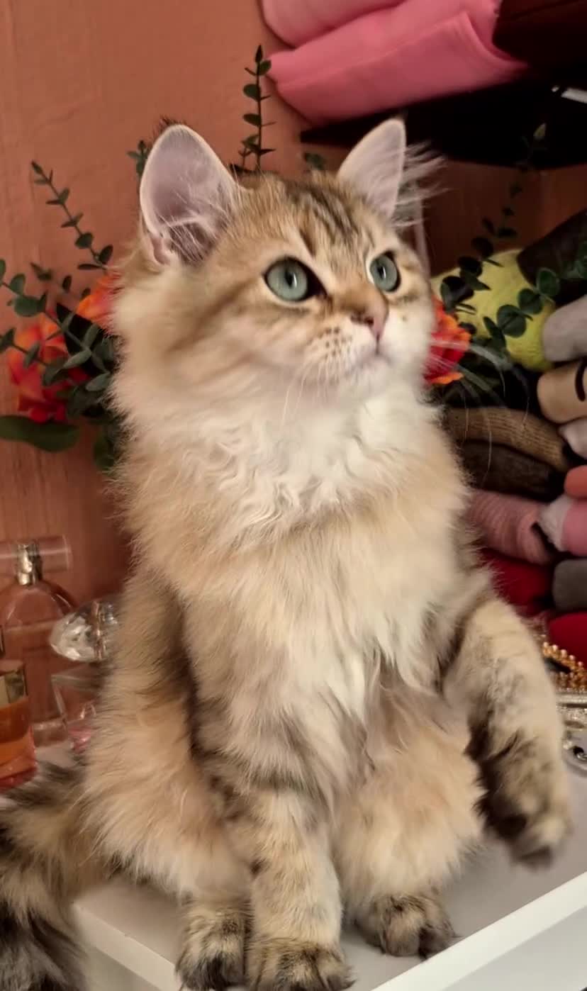 British Longhair cats for sale: British Longhair/Shorthair black golden shaded  - Video 1