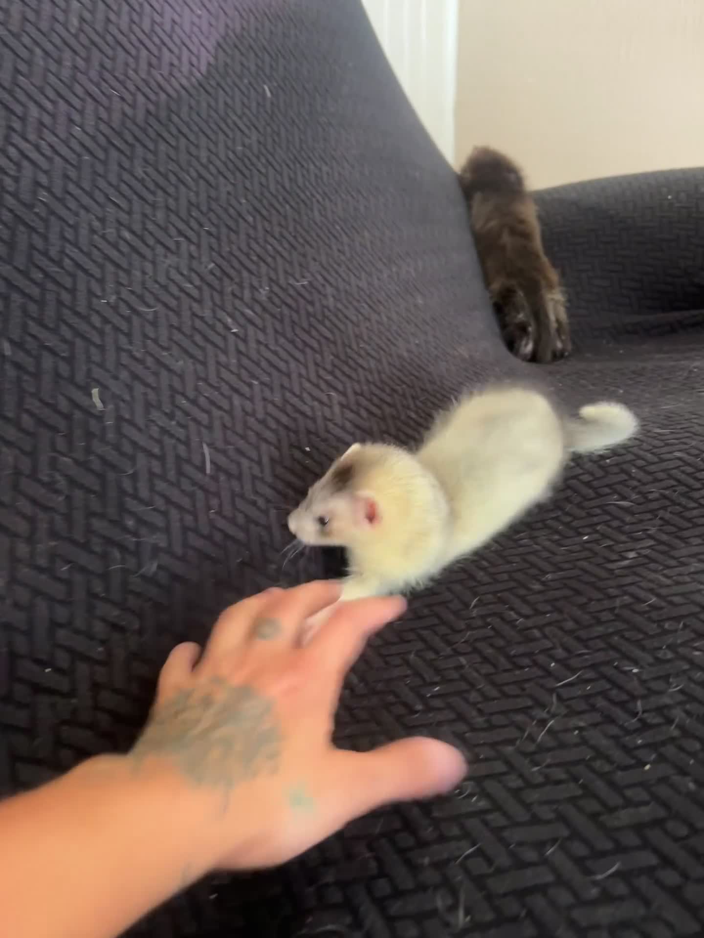 Ferret rodents for sale: FullangoraHob/1semiAngoraJill silver/2sableFullJil - Video 4
