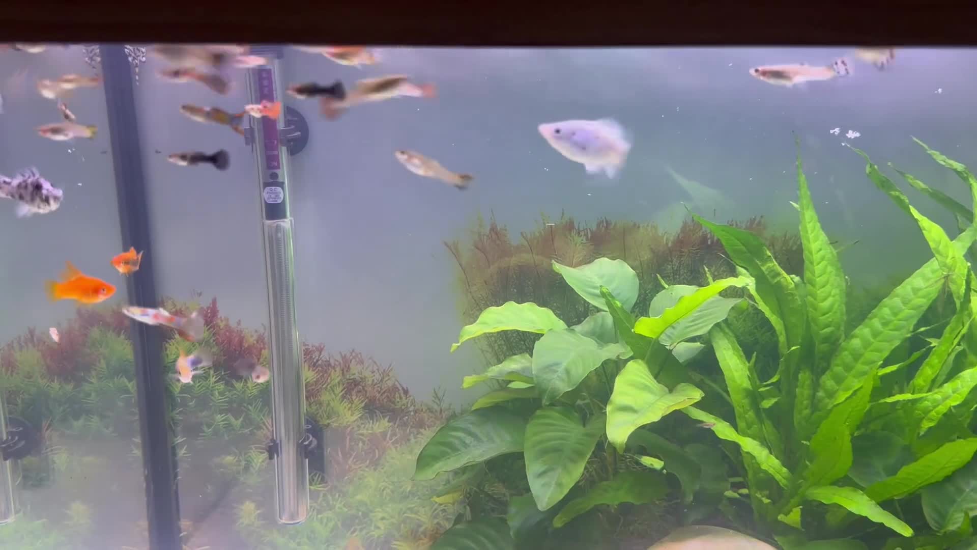 Live Bearers fish for sale: Guppy's endlers / molly & swords  - Video 1