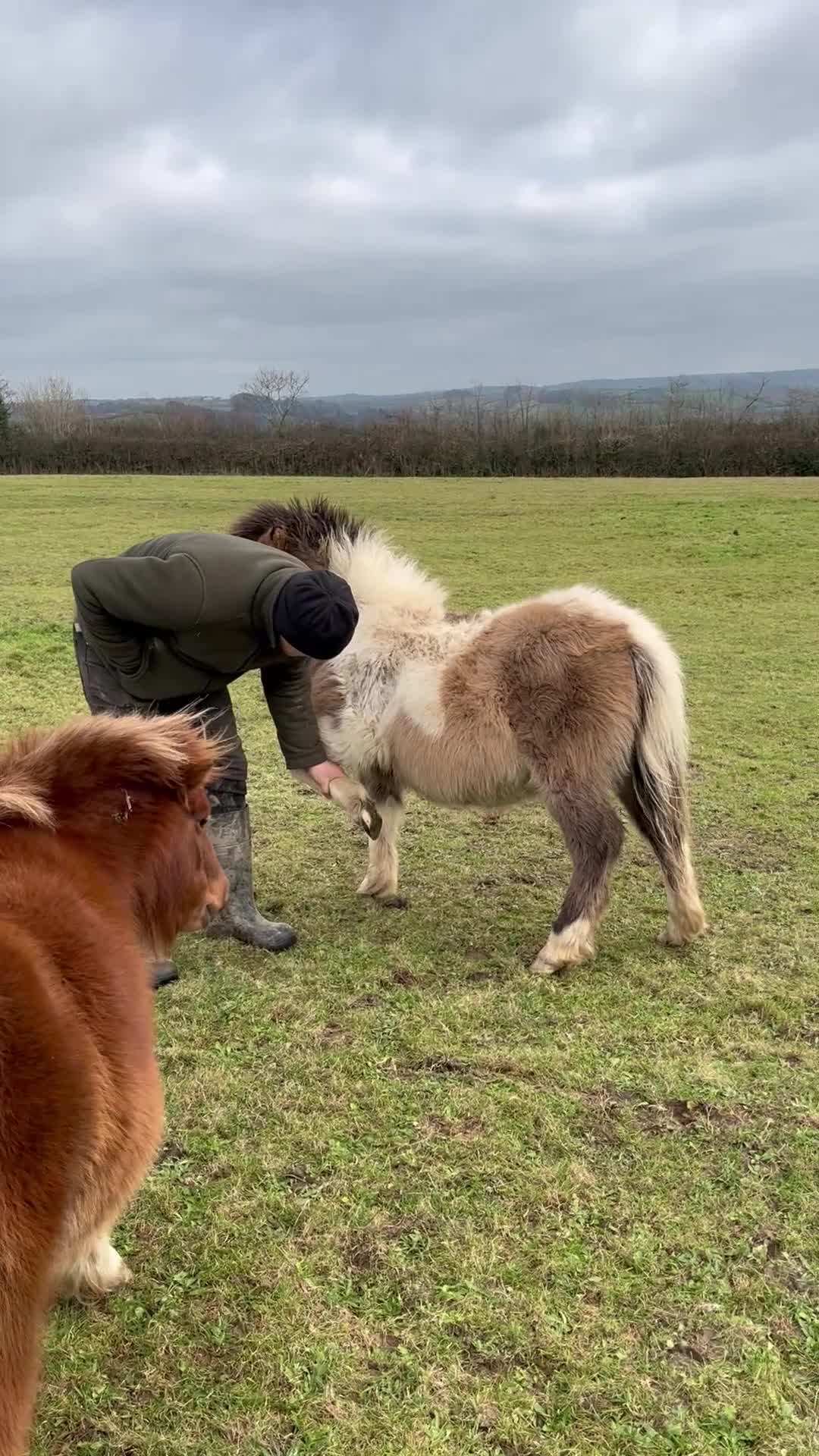 Shetland pony horses for sale: 11 month old dun and white gelding- Shetland X  - Video 1