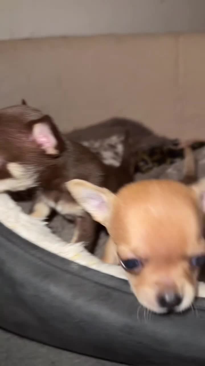 Chihuahua dogs for sale: Chihuahua puppies! - Video 1