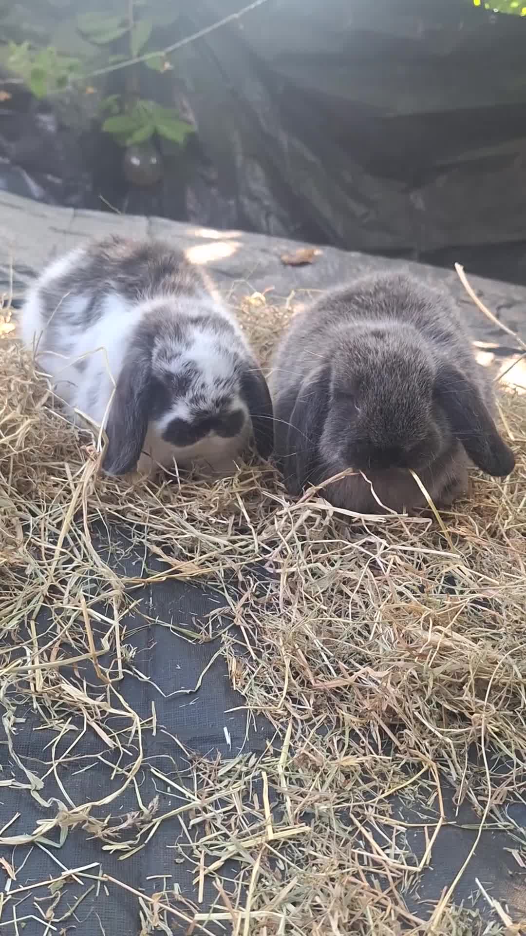 Mini Lop rabbits for sale: Beautiful purebred mini lop eared kits  - Video 2
