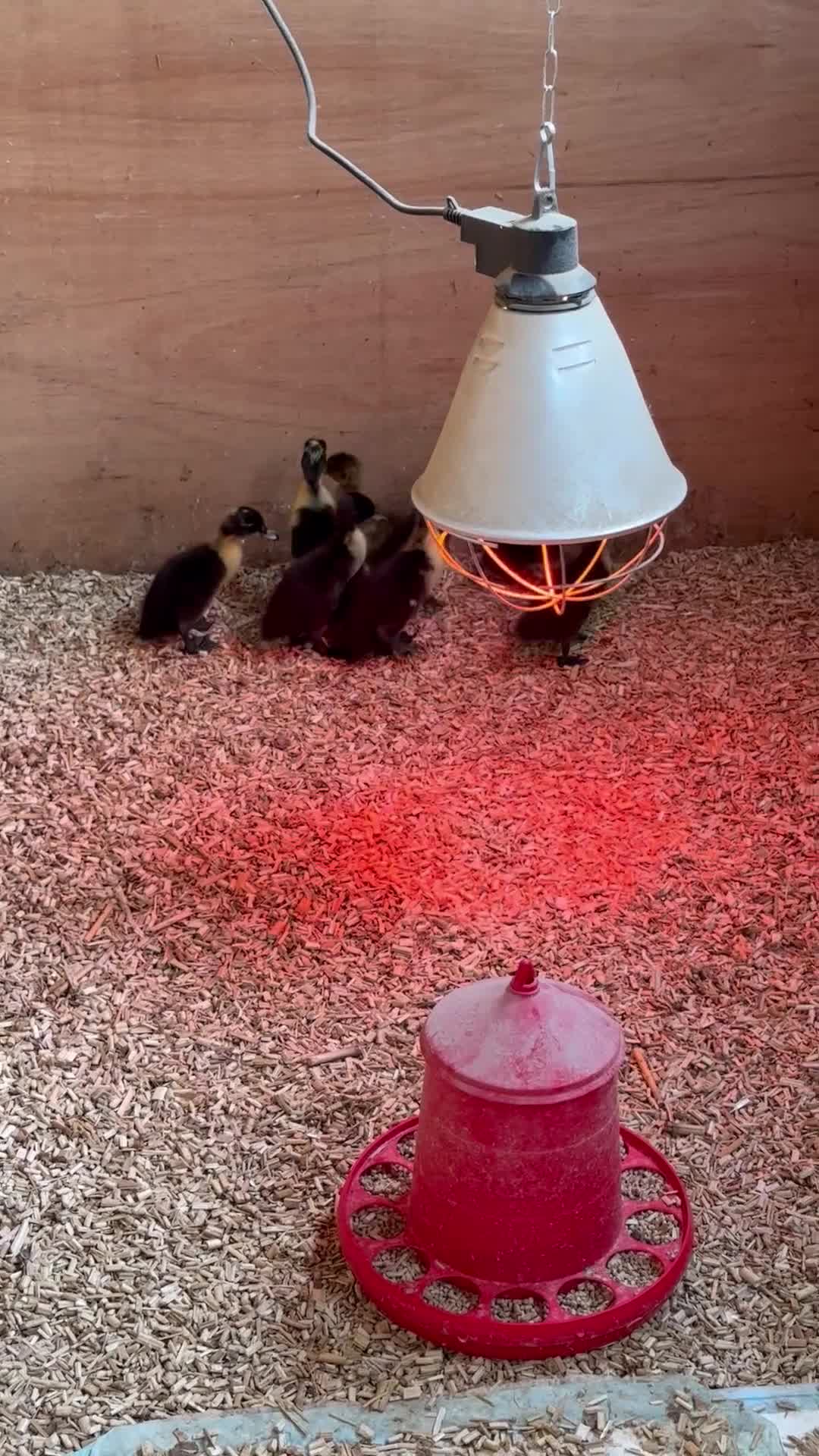 Ducks poultry for sale: Indian Runner Ducklings - Video 1