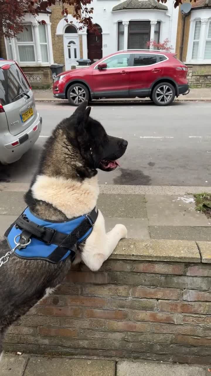 Akita dogs for sale: American akita for sale  in London - Video 1