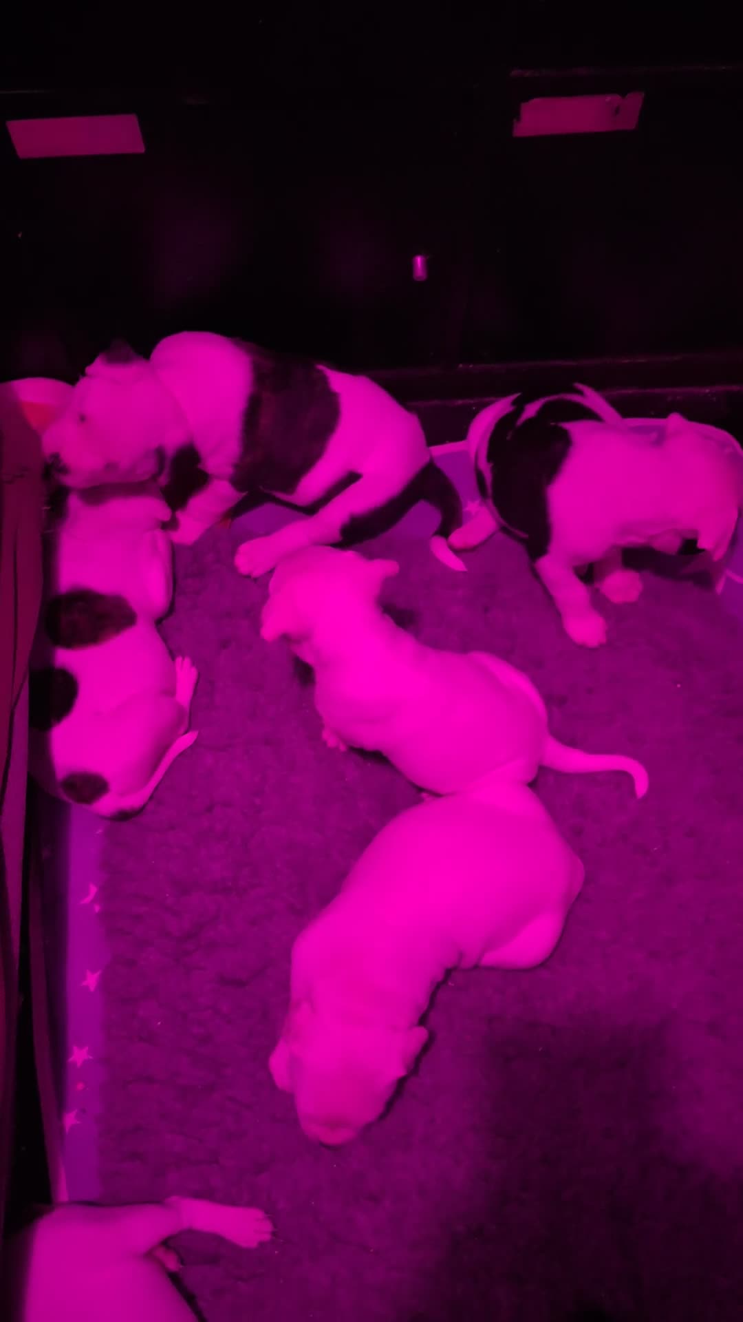 American Bulldog dogs for sale: American bulldog puppies - Video 5