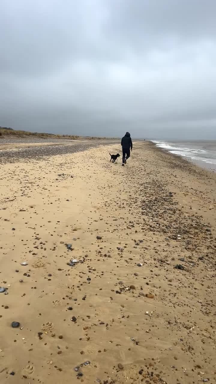 Springador dogs for sale:  Milo 🐾 8 months old  in ELY - Video 1