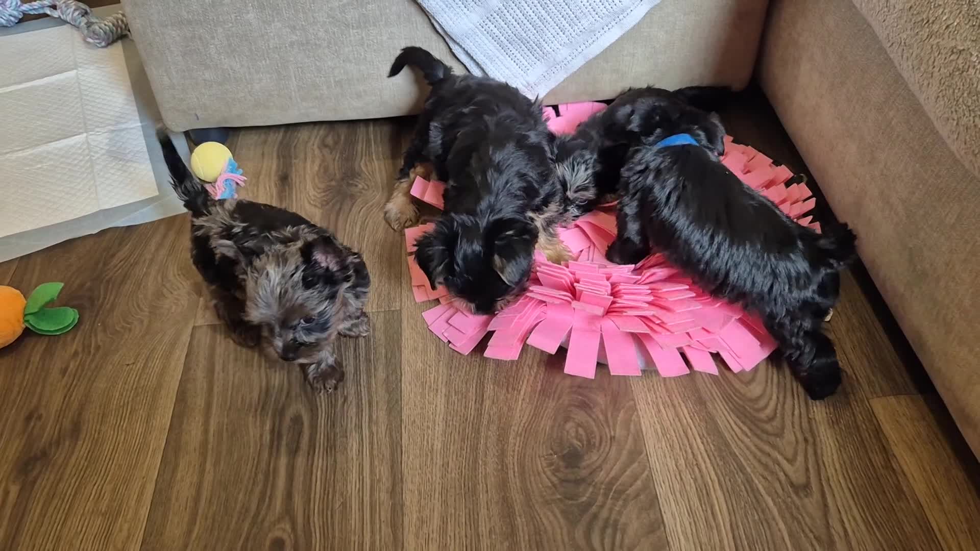 Yorkshire Terrier dogs for sale: Lilliputian Yorkies all now reserved - Video 2