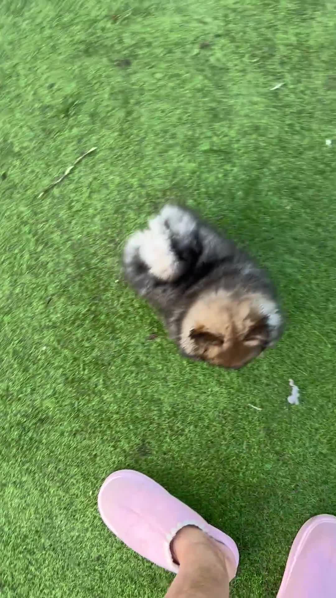 Pomeranian dogs for sale: Stunning puppy bright and funny 🤣  - Video 1