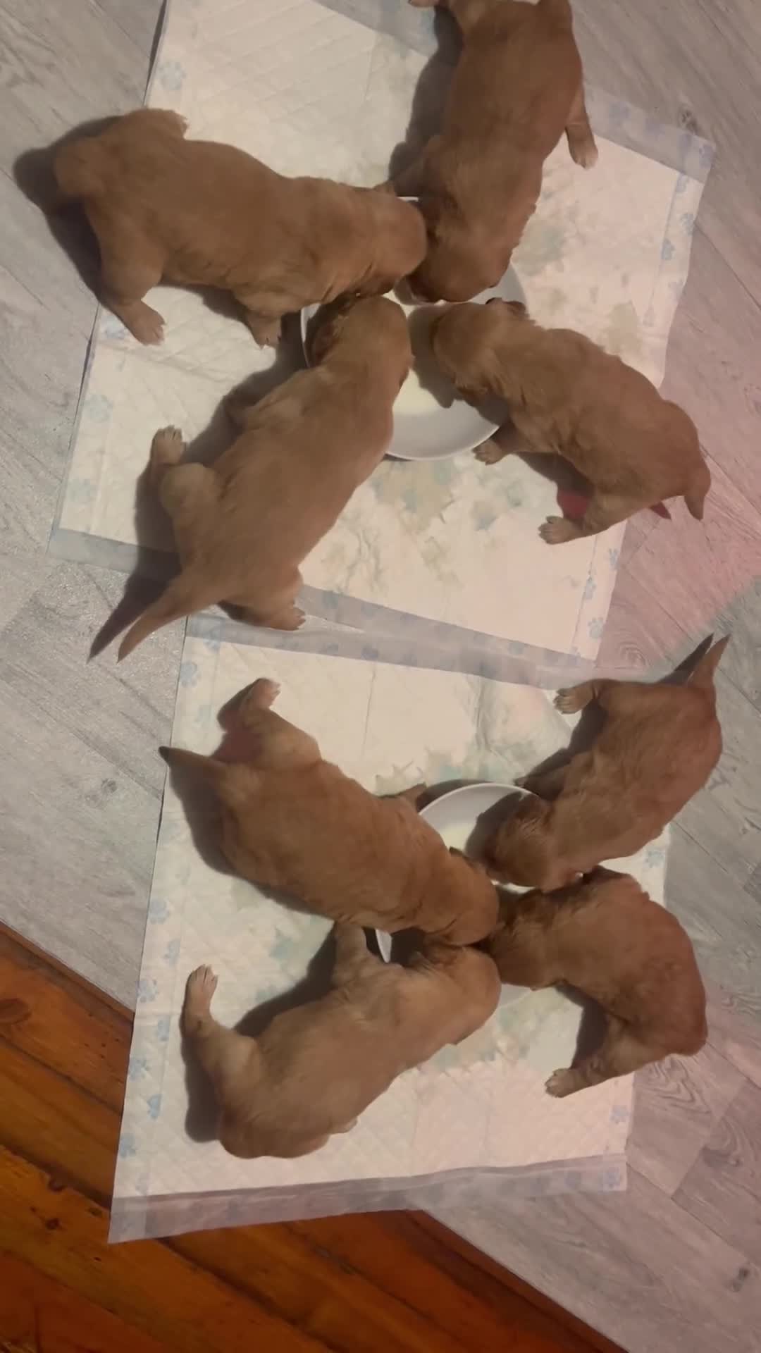Golden Retriever dogs for sale: KC Registered - Golden Retriever Pups  - Video 1