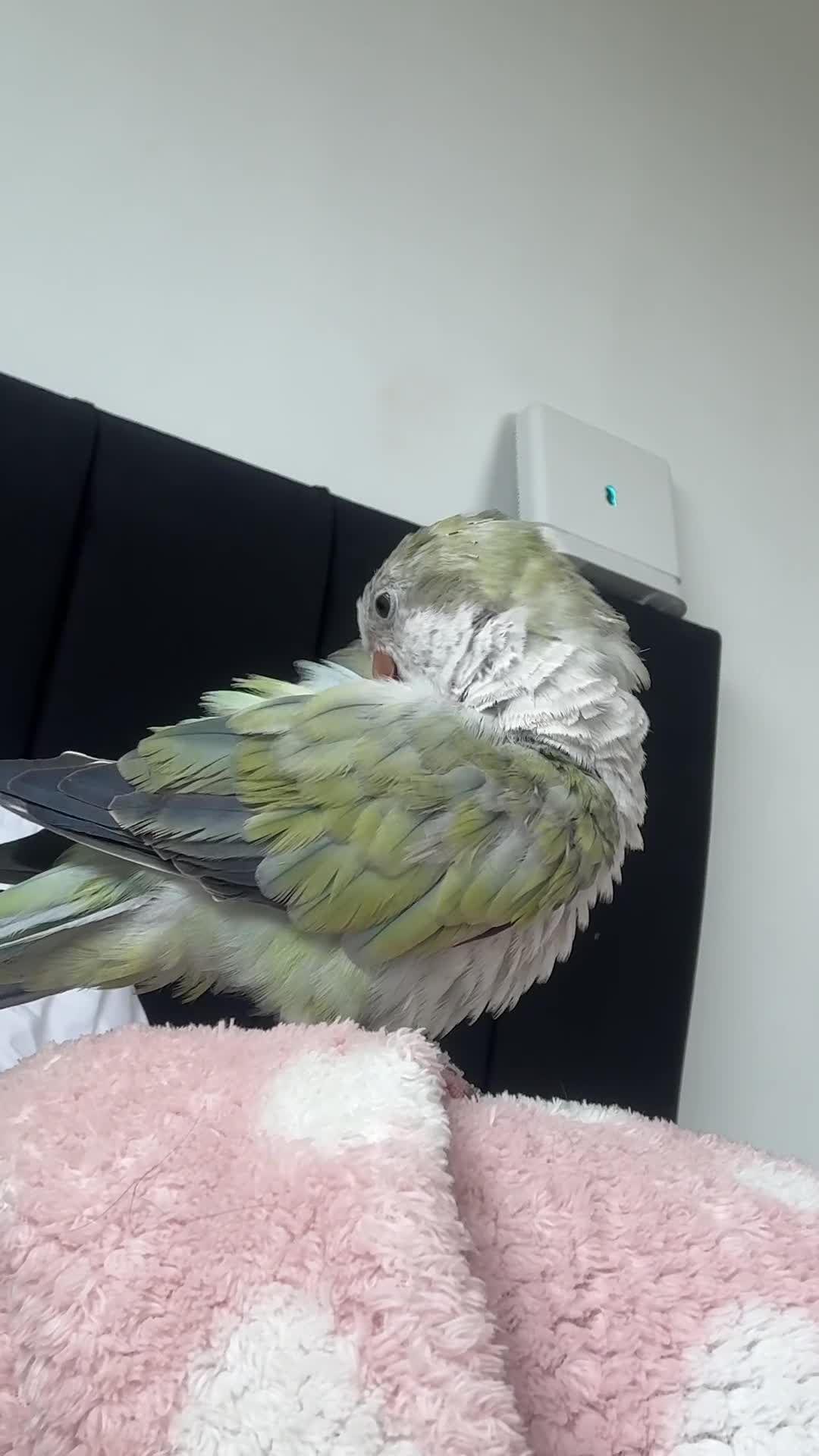 Parrots birds for sale: Quaker parrot for sale  - Video 1