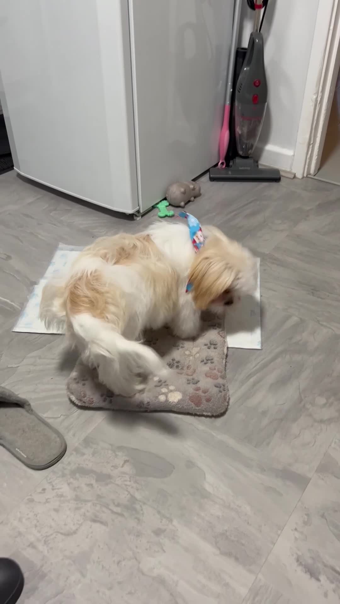 Malshi dogs for sale: Beautiful Malshi needs new home - Video 1