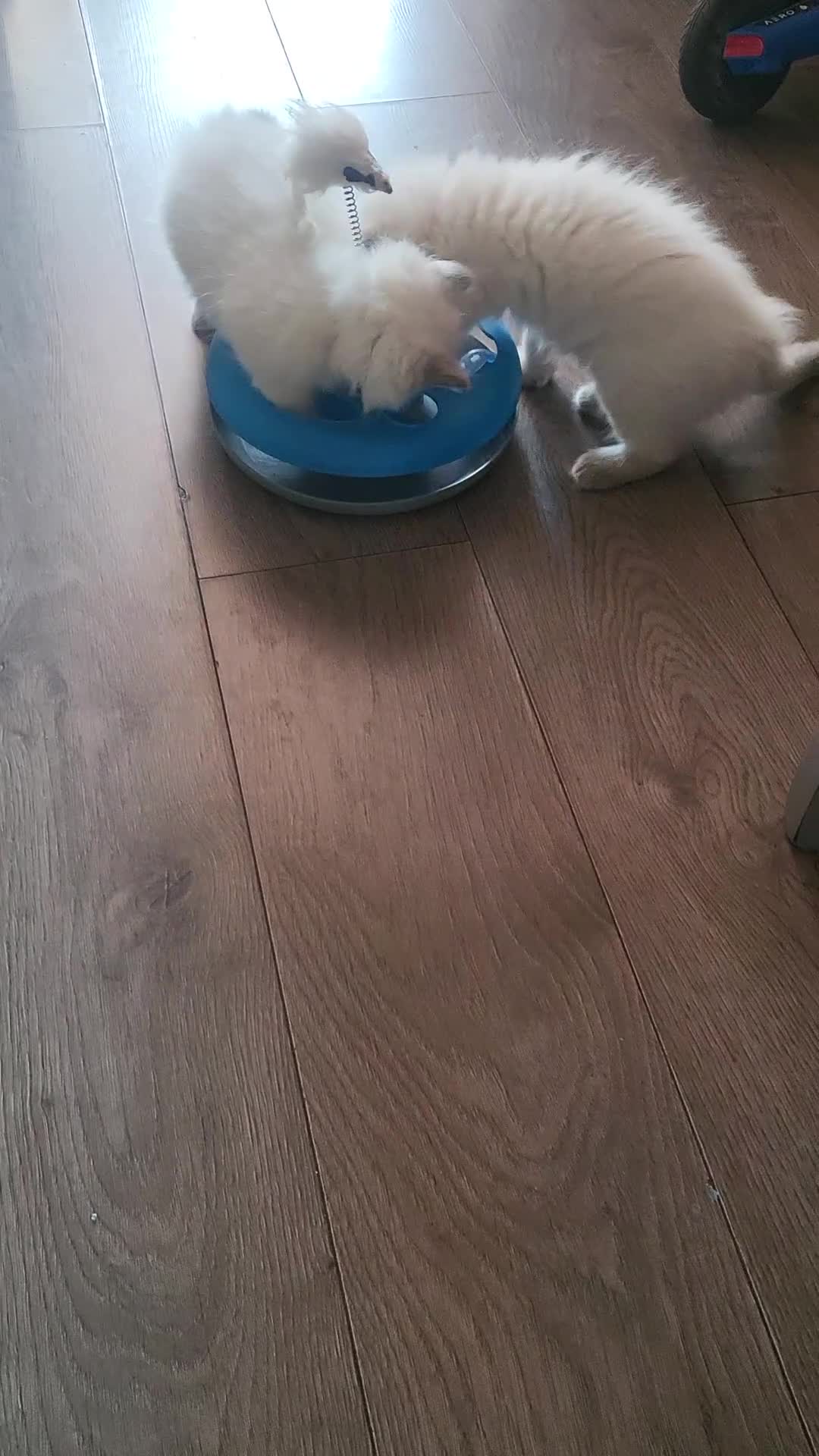 Ragdoll cats for sale: Adorable playful kittens for sale - Video 2
