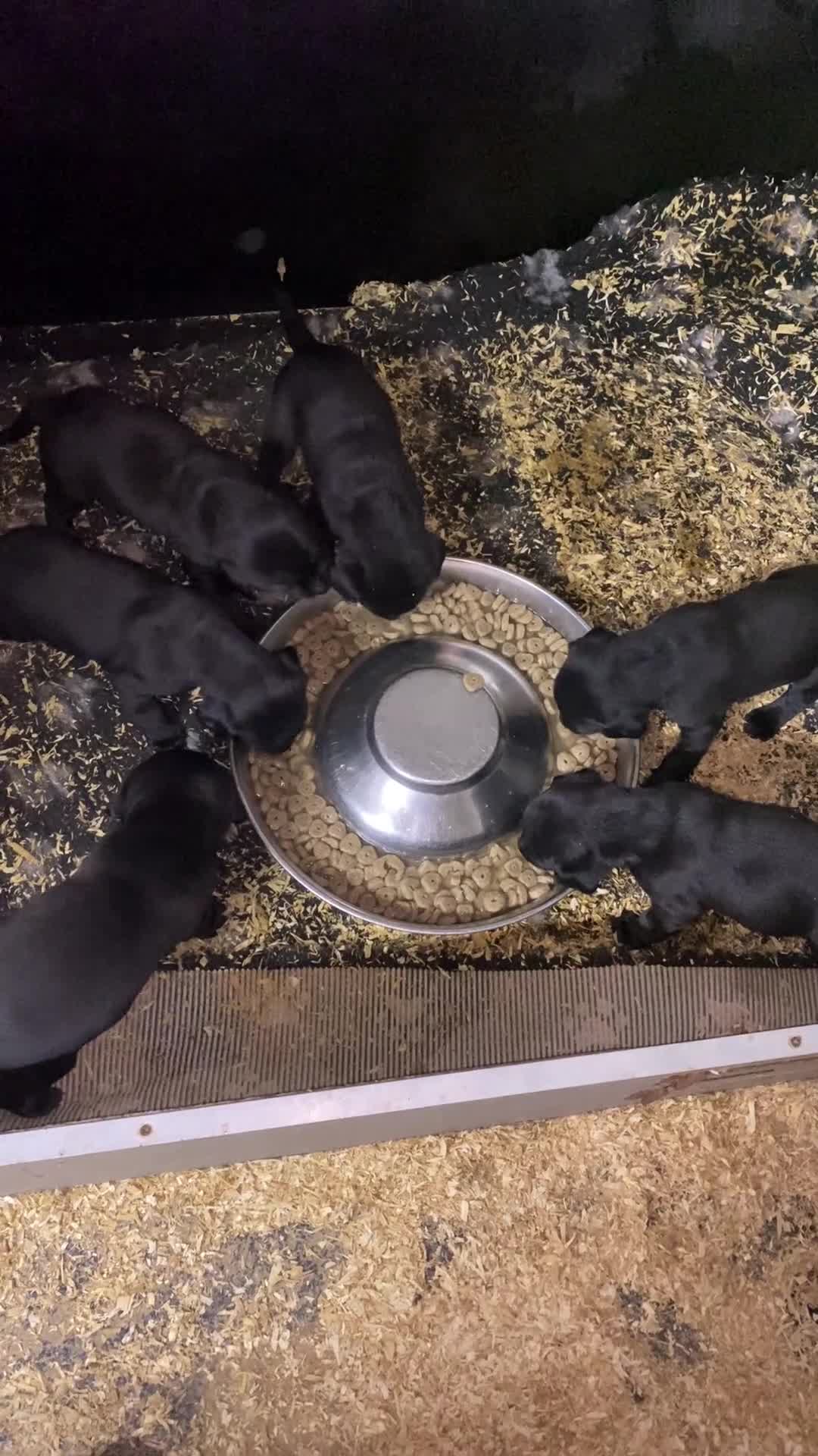 Labrador Retriever dogs for sale: 3 black labrador puppies  - Video 1