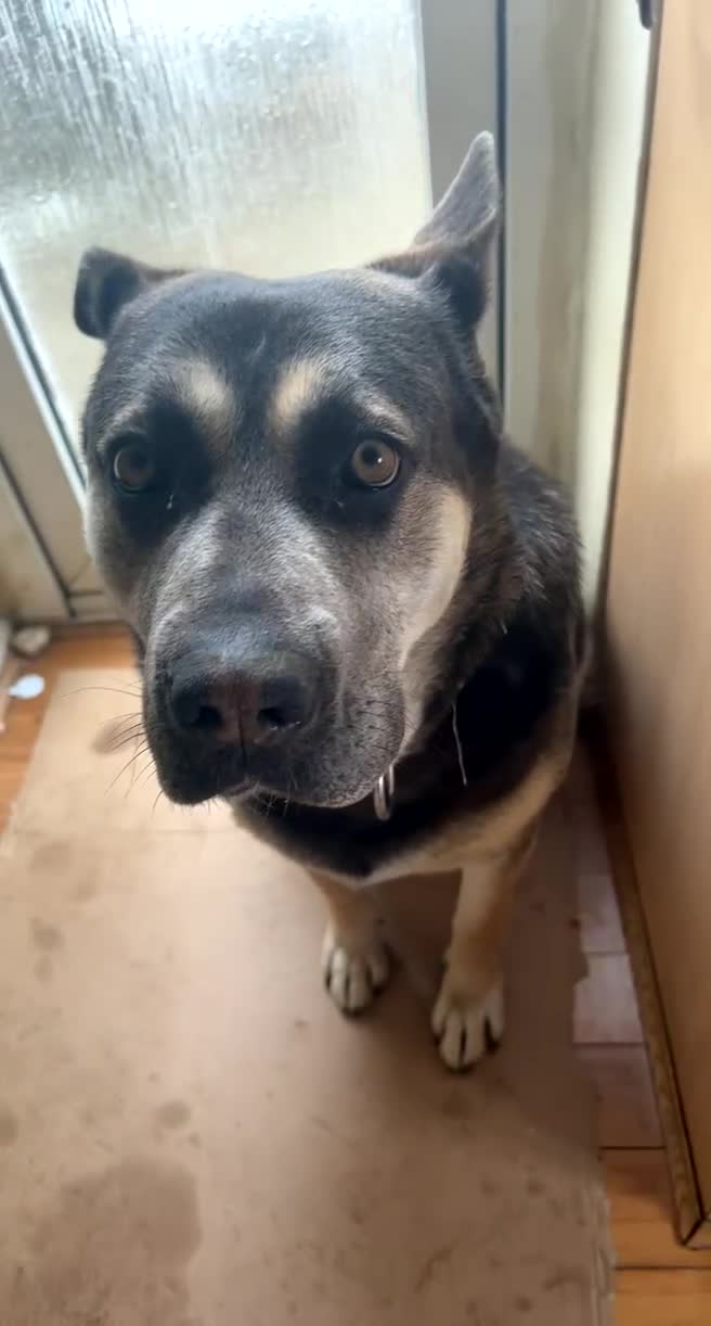 Mixed Breed dogs for sale: Cane Corps X German Shepherd  - Video 1