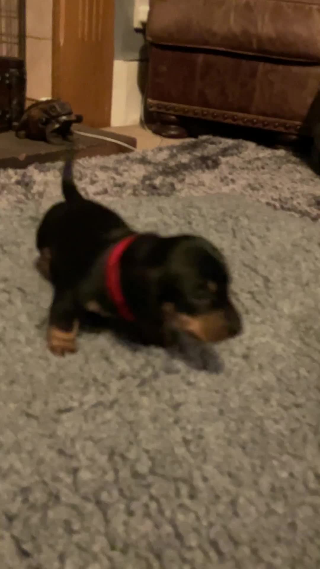 Dachshund dogs for sale: Two Black and Tan stunning boys  in Carlisle - Video 1
