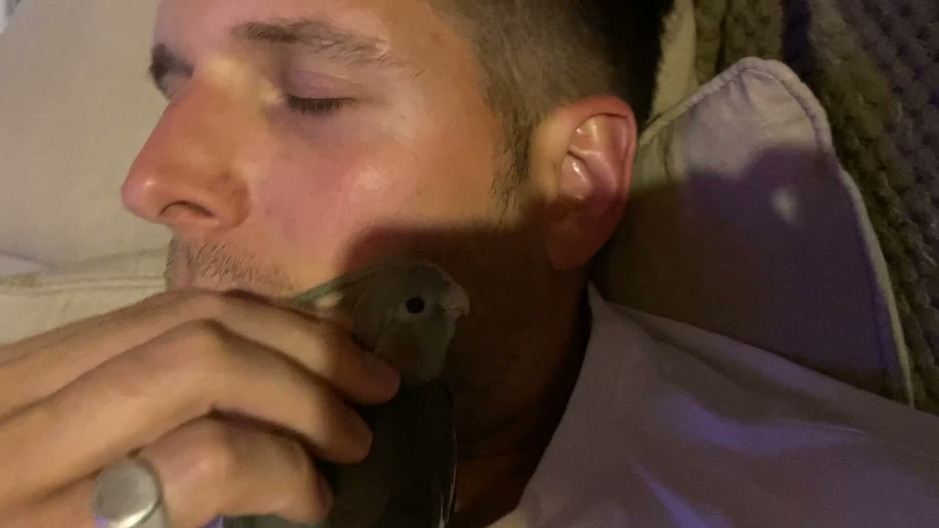 Cockatiels birds for sale: Hand reared cockatiel  in Benfleet - Video 1