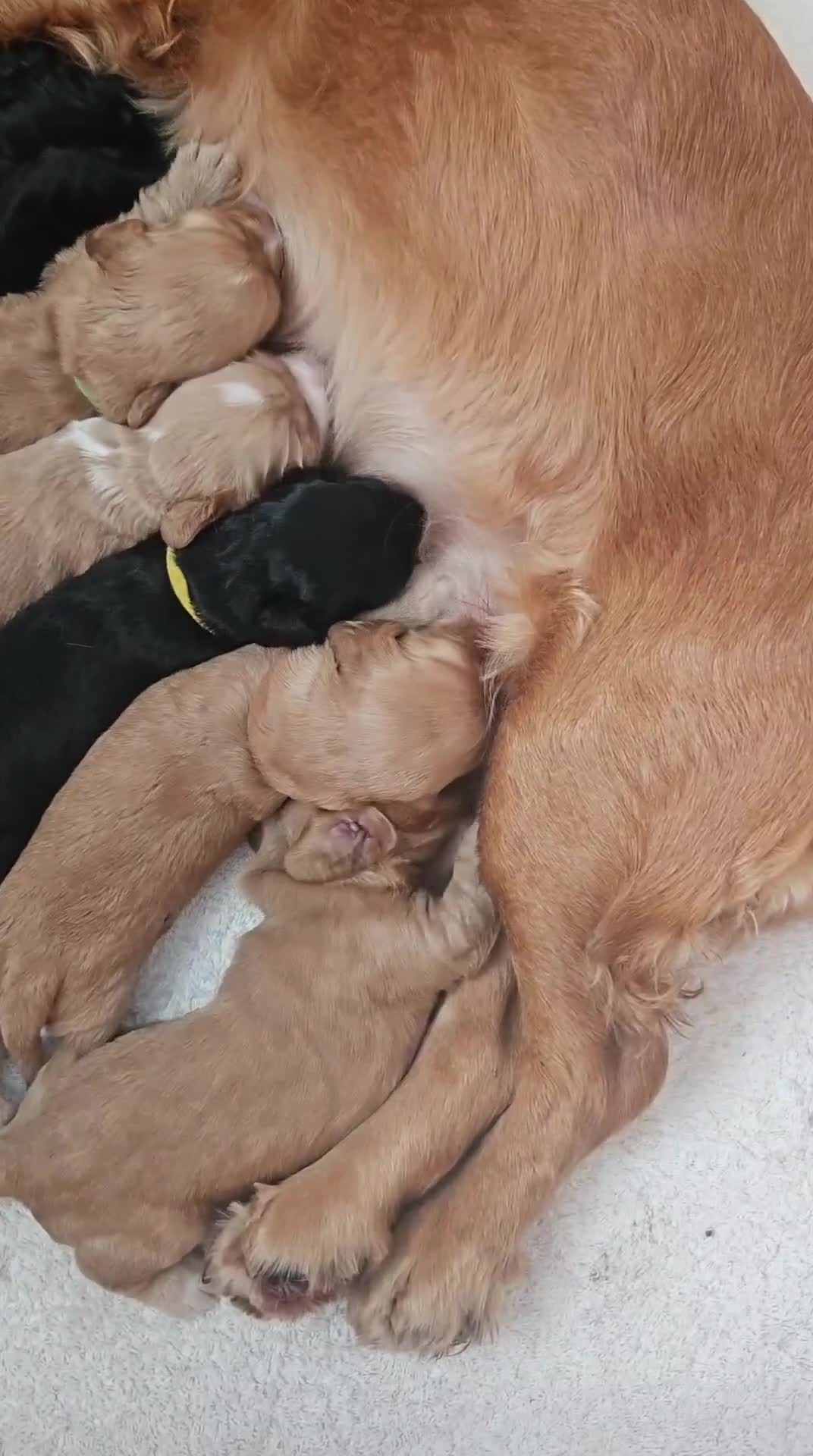 Cocker Spaniel dogs for sale: KC Reg Cocker Spaniel Puppies - Video 1