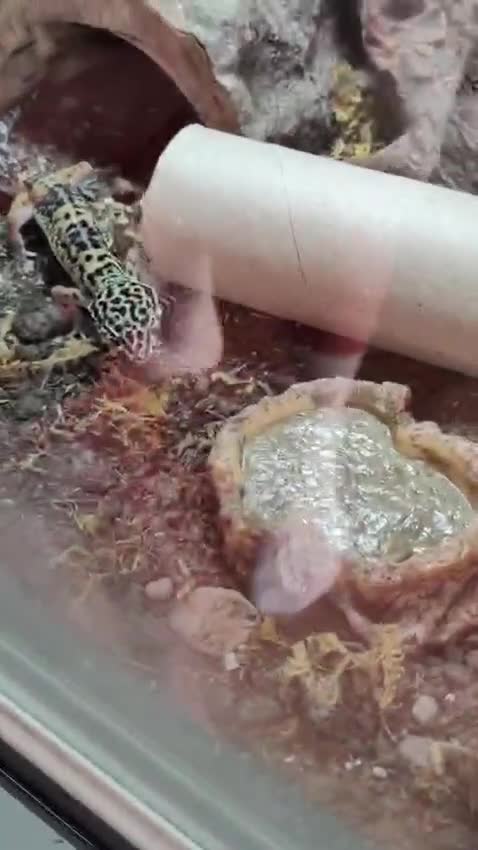 Gecko reptiles for sale: X2 leopard geckos plus all accessories for sale  in Hatfield - Video 1