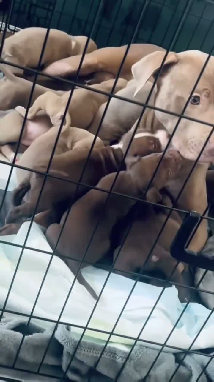 American Bully dogs for sale: Standard American Bully  - Video 3