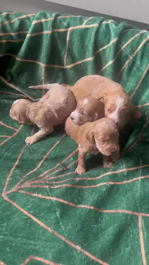Cockapoo dogs for sale: ONLY ONE DARK BROWN FEMALE LEFT - Video 3