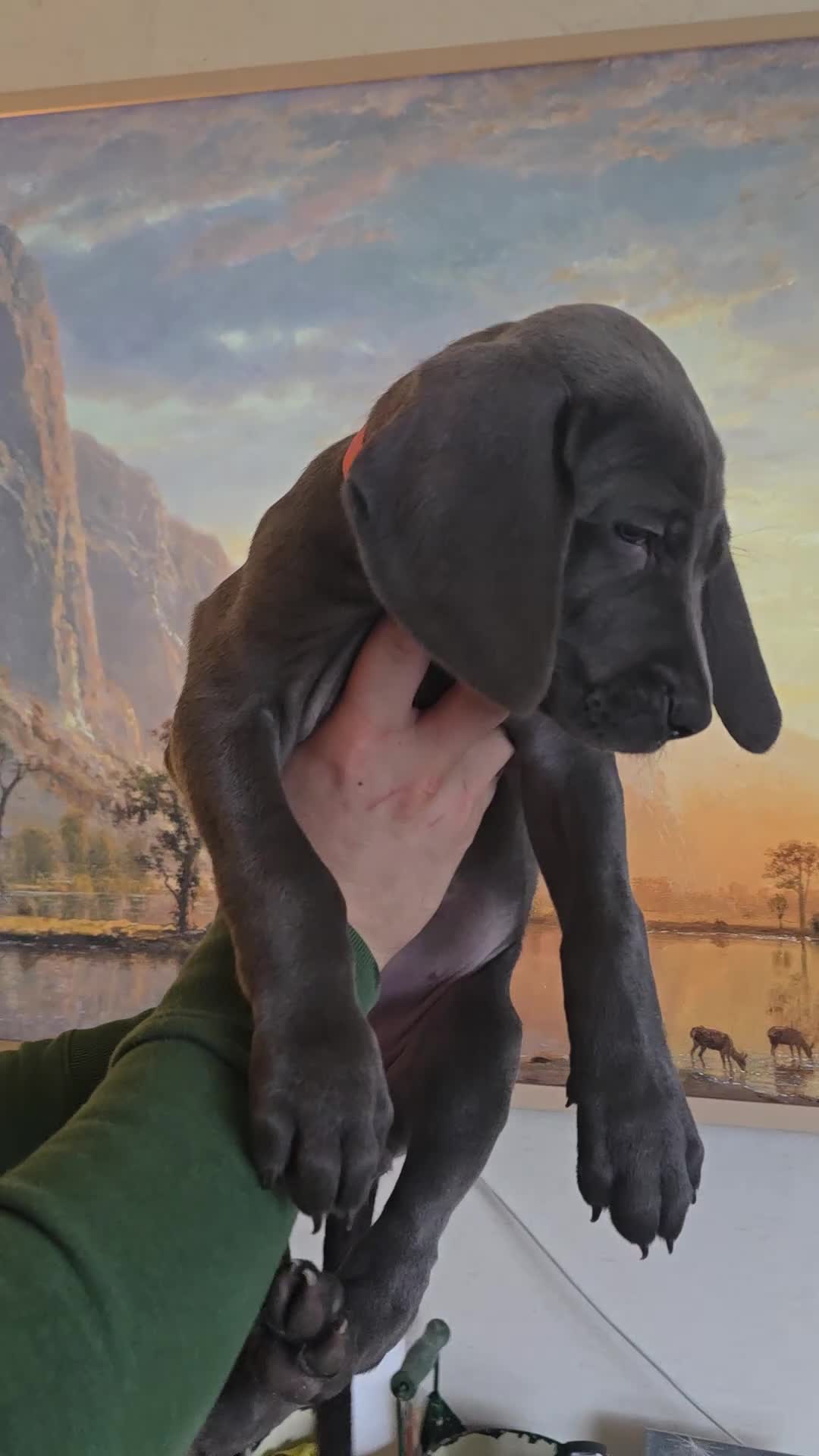 Weimaraner dogs for sale: *2 LEFT *BEAUTIFUL KC WEIM PUPS 2ND/FINAL LITTER  - Video 3
