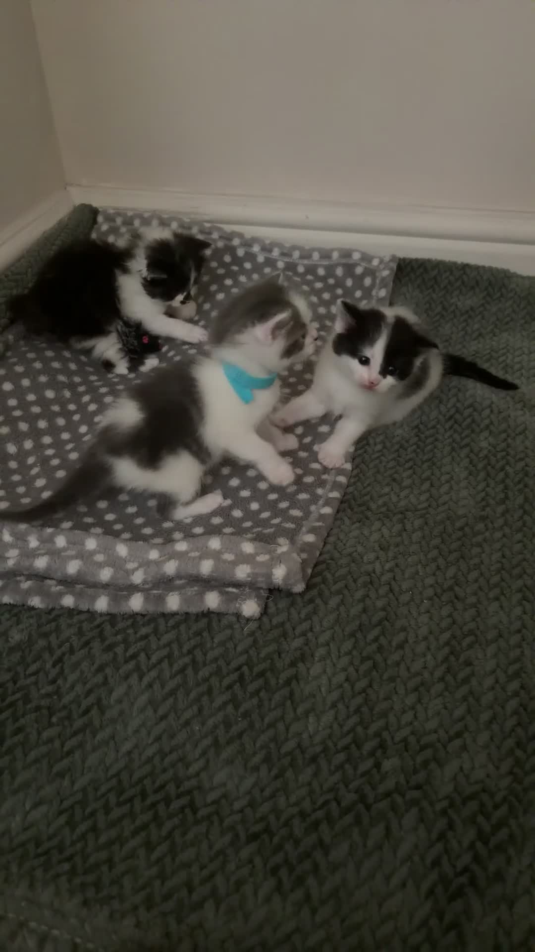 Mixed Breed cats for sale: Gorgeous long haired kittens  in Newton Abbot - Video 1