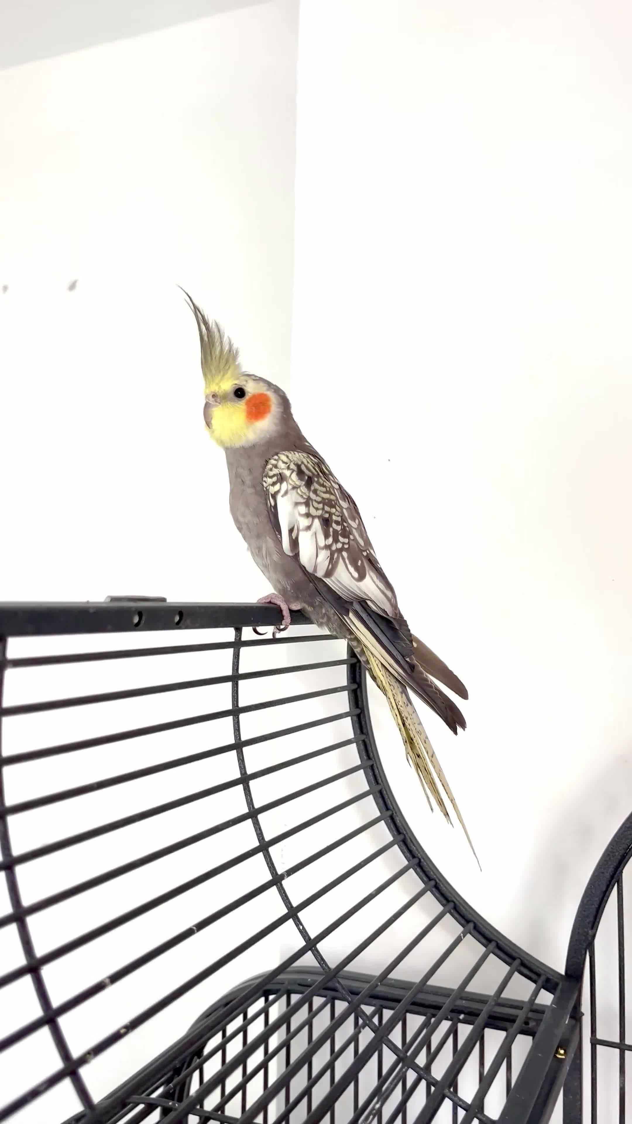 Cockatiels birds for sale: Pearl (opaline) grey cockatiel  - Video 1