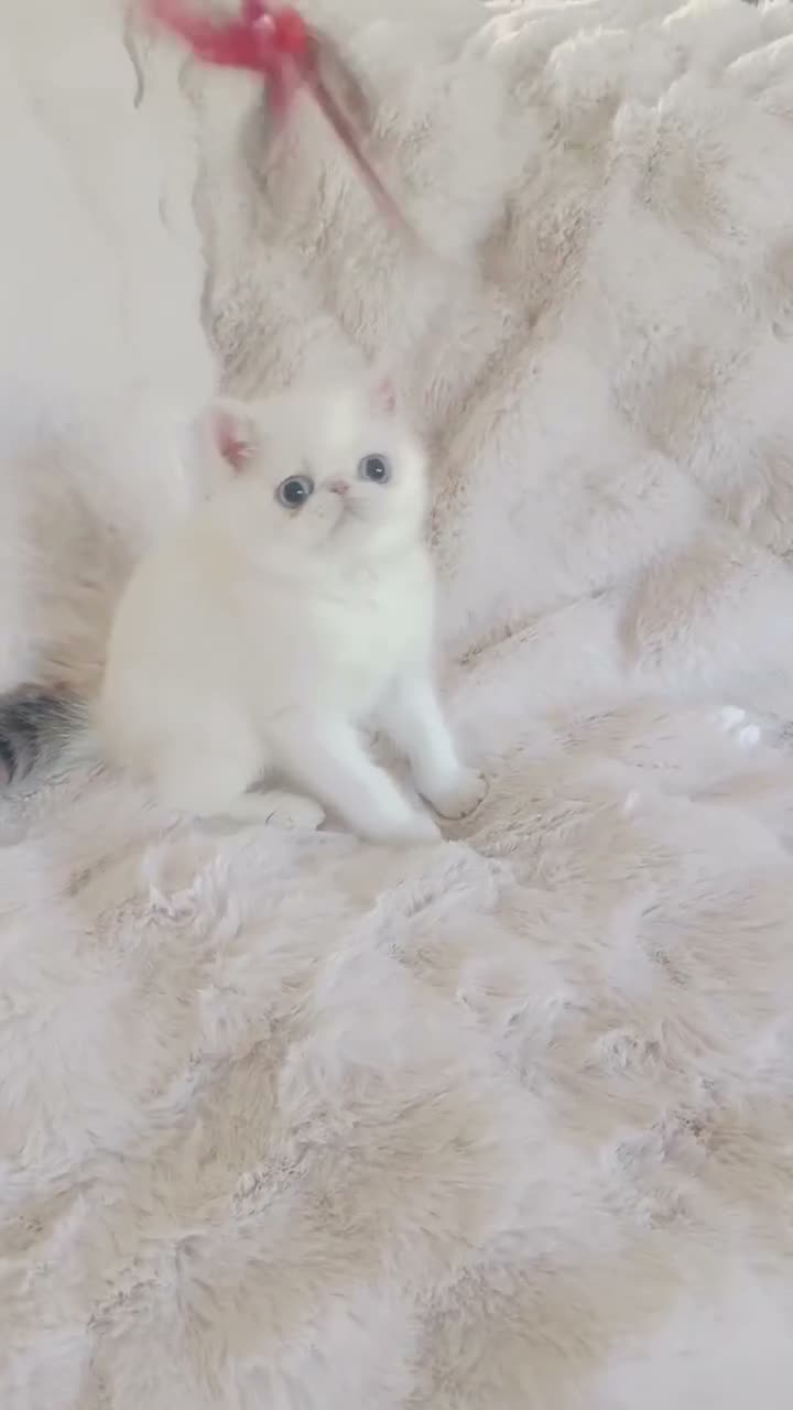 Exotic cats for sale: Extremely rare exotic shorthair kittens  - Video 1