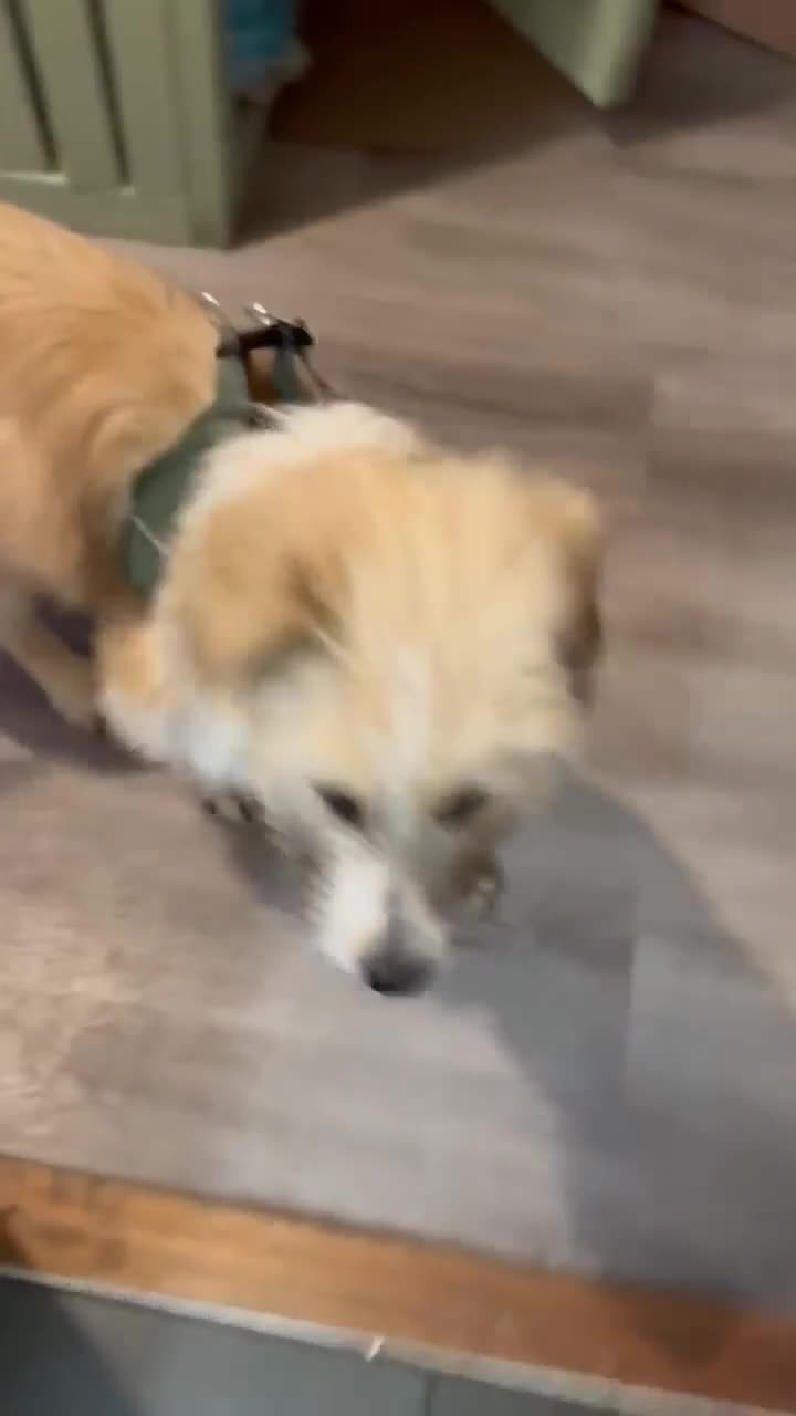 Mixed Breed dogs for adoption: Boo for adoption - Video 1