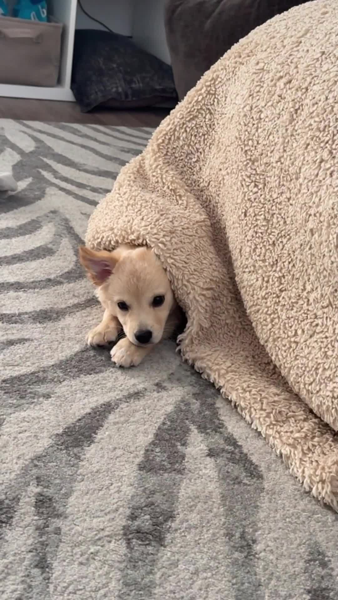 Mixed Breed dogs for sale: Chihuahua x Italian Volpino - Video 1