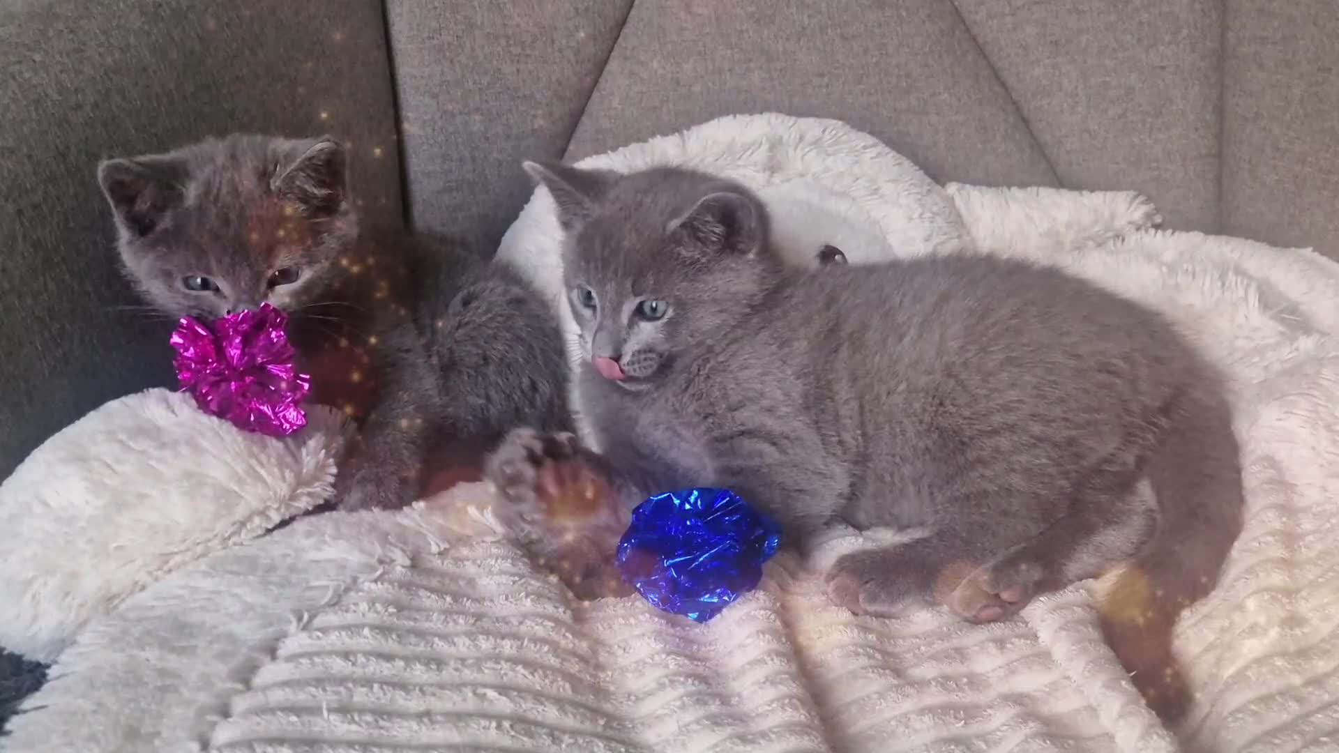 Russian Blue cats for sale: Pure Russian Blue Kittens Available  - Video 1