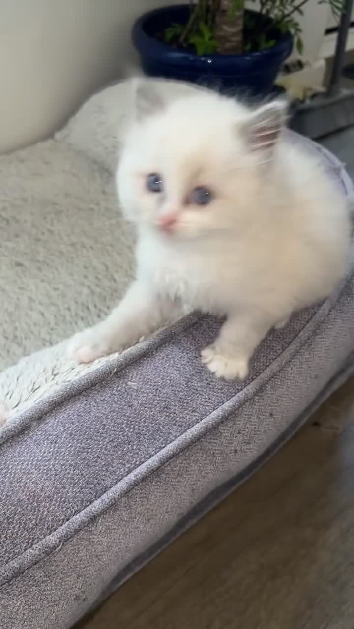 Ragdoll cats for sale: Beautiful Quality Chunky Ragdoll Babies  - Video 1