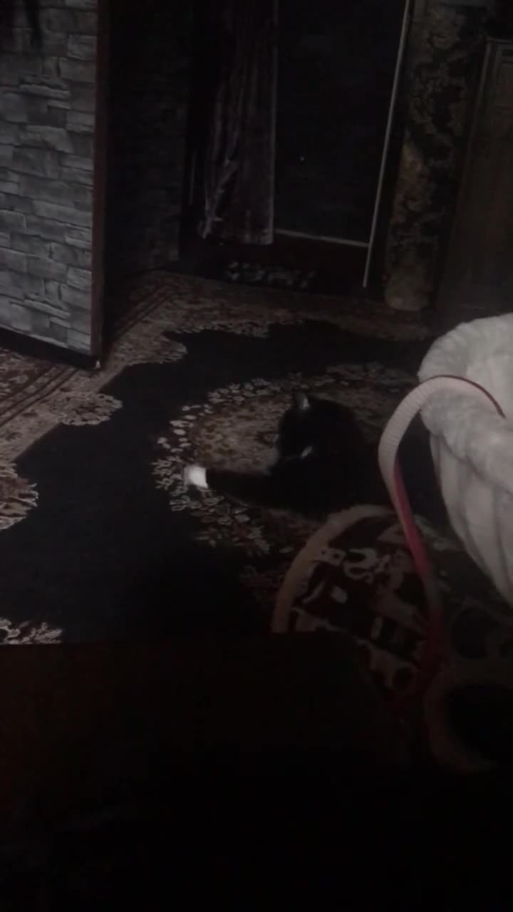 Mixed Breed cats for sale: Indoor only 4yr old male Maine Coon mix. - Video 1