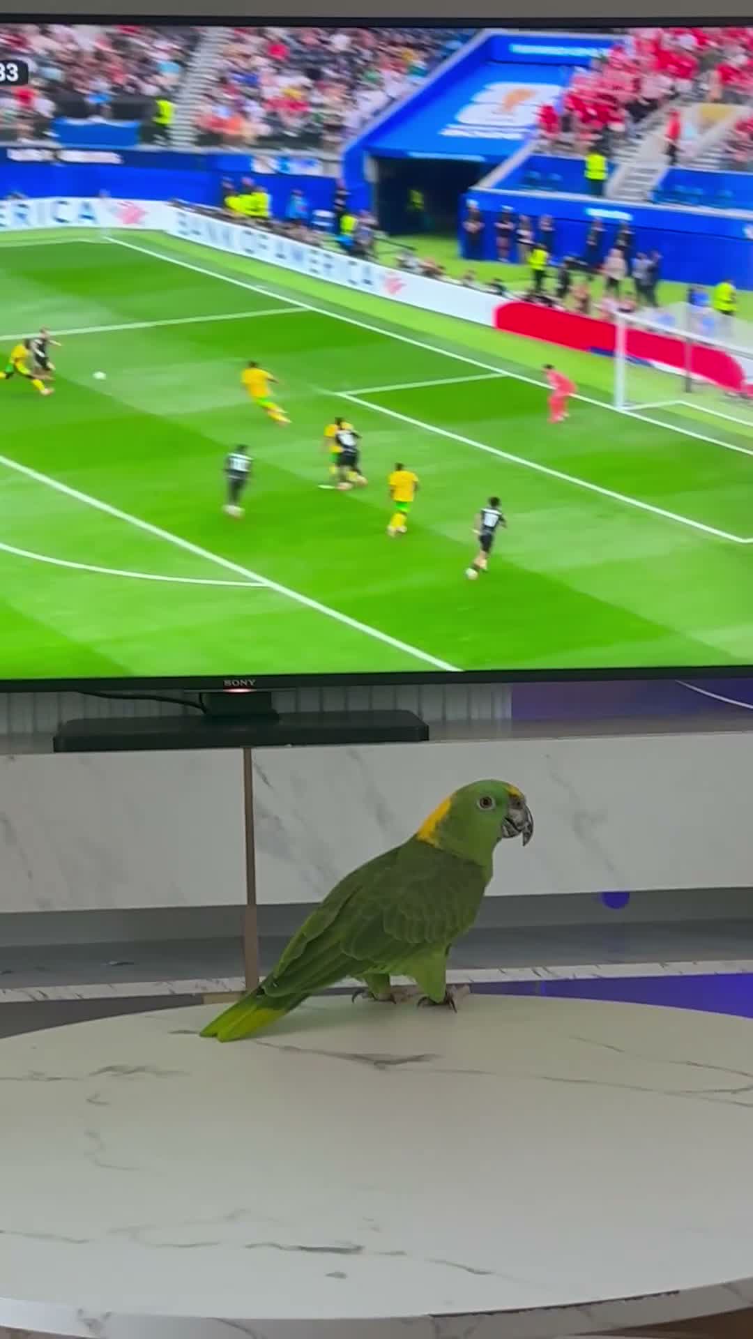 Parrots birds for sale: Amazon Yellow Napped Parrot - Video 1