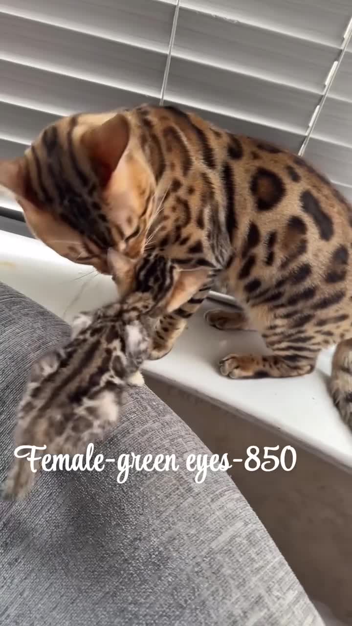 Bengal cats for sale: Stunning-pure bengal female- 750 in Bradford - Video 1