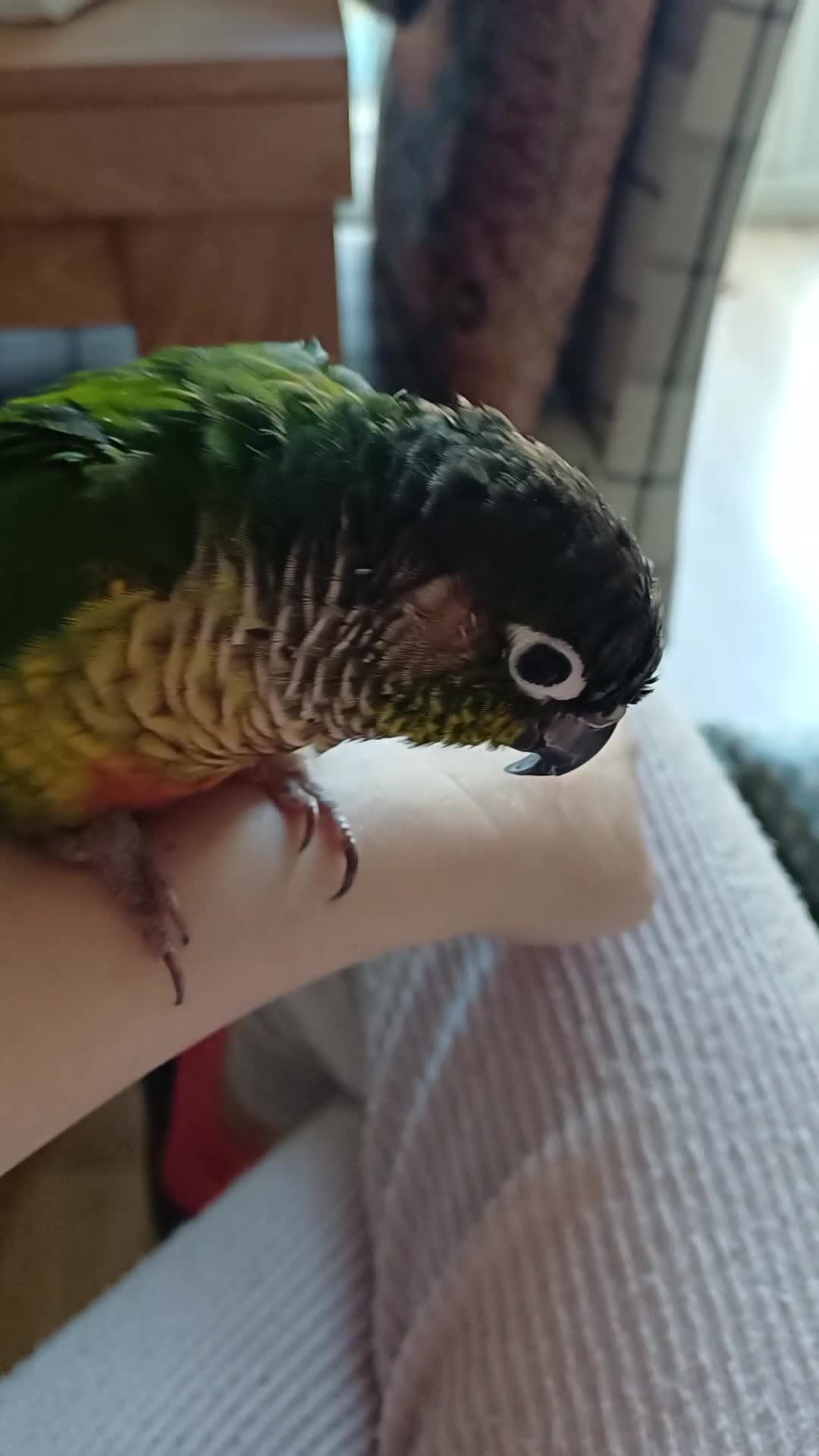 Conures birds for sale: The bird is called Tia - Video 1