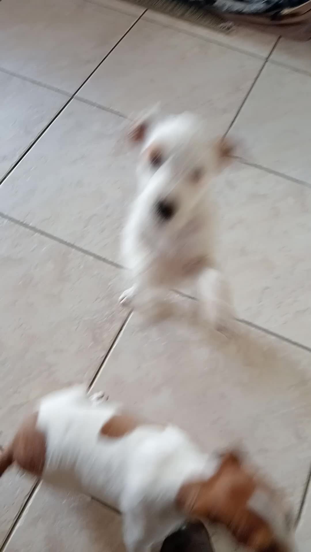 Jack Russell dogs for sale: Jack Russell working bred in Shipston-on-Stour - Video 1