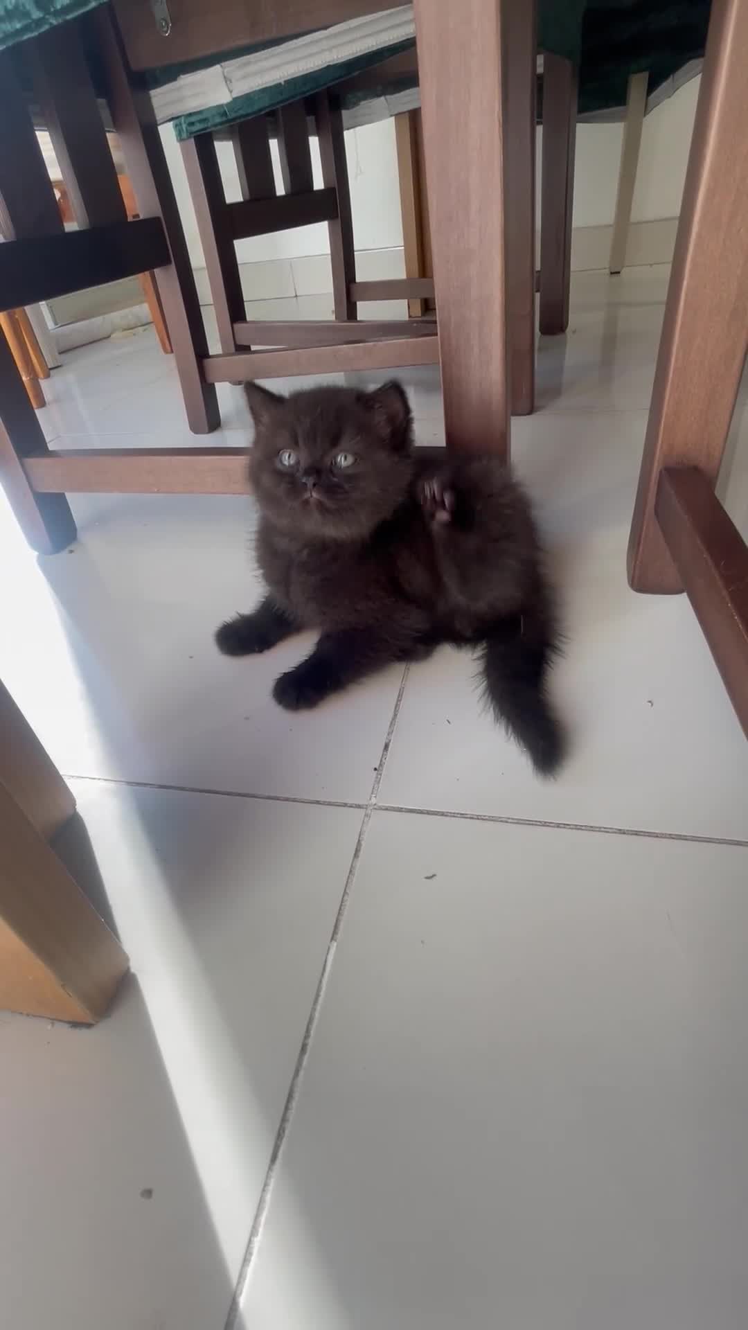 British Shorthair cats for sale: Exceptional BSH kitten, chocolate brown  - Video 3