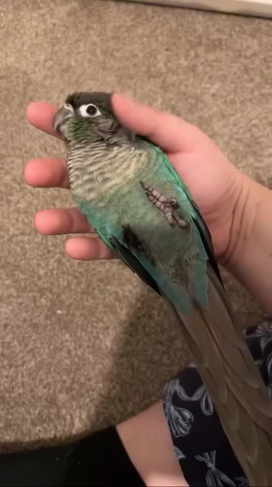 Conures birds for sale: 1 left hand reared green cheek conure. - Video 1