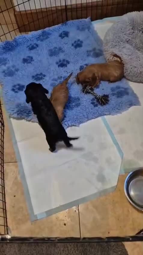 Cavalier King Charles Spaniel dogs for sale: Beautiful Cavalier King Charles Spaniel Puppies in Birmingham - Video 1