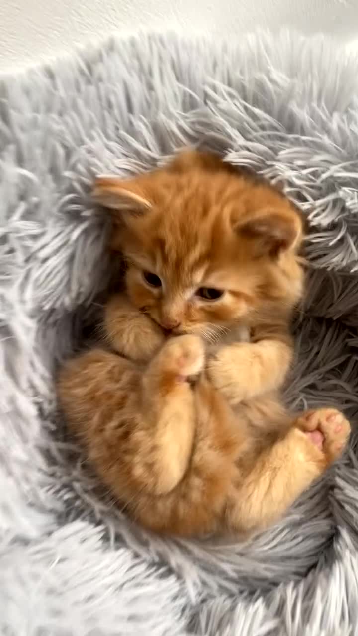 British Longhair cats for sale: Cute fluffy ginger kitten awaiting forever home🏡 - Video 1