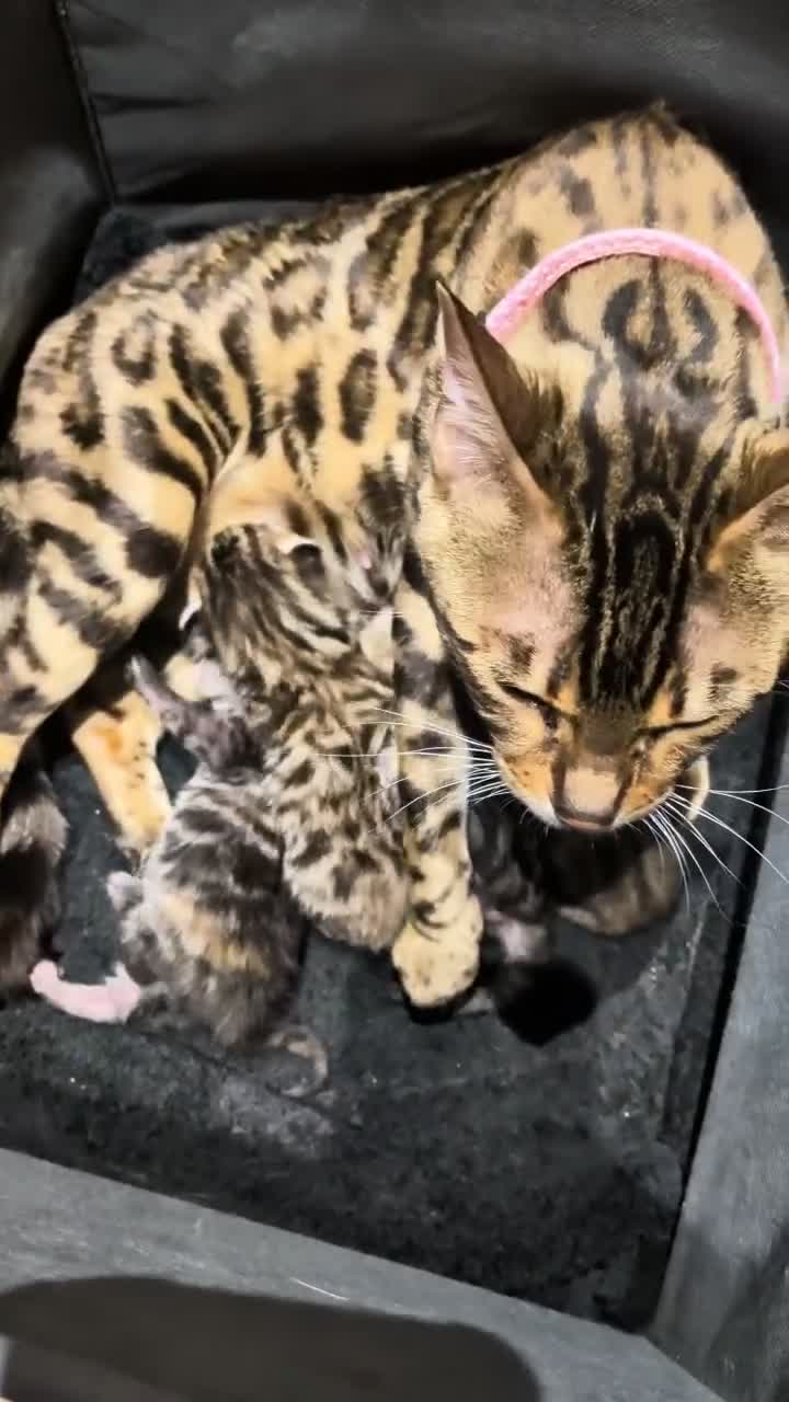 Bengal cats for sale: Bengal Kittens in Liverpool - Video 2